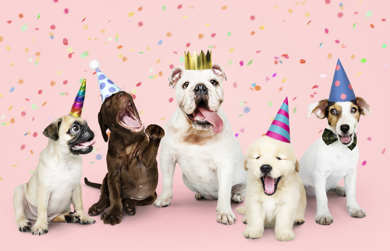 Caniversaire Woofpark